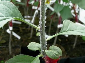 Ponte de pucerons lanigères (<i>Eriosoma lanigerum</i>) sur jeune pousse pommier  (photo B. Petit, INRA)