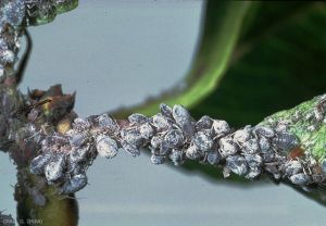 Colonie d'<i>Eriosoma lanigerum</i> sur rameau de pommier - Puceron lanigère (photo G. Orain, INRA)