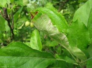 Symptôme d'oïdium sur la face inférieure d'une feuille de pommier, variété Gala (photo M. Giraud, CTIFL)