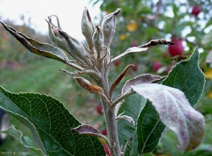Oïdium sur une pousse fleurie de pommier (photo B. Petit, INRA)
