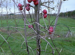 Oïdium sur bois d'hiver de pommier (photo B. Petit, INRA)
