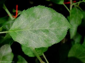 Oïdium sur feuille de pommier en conditions contrôlées (photo V. Caffier, INRA)