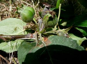 <i>Erwinia amilovora</i> (feu bactérien) sur jeune fruit et apparition de gouttes d'exsudat sur le fruit et le pédoncule (photo B. Petit, INRA)