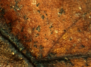 Pseudothèce de <i>Venturia inaequalis</i> (tavelure) sur feuille de pommier à la loupe binoculaire (Photo F. Didelot, INRA)