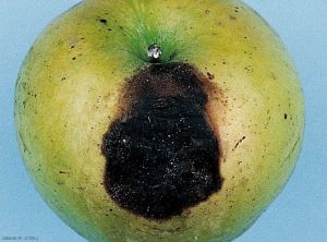 Symptômes sur fruit causé par <i>Alternaria alternata</i> (photo M. Giraud, CTIFL)