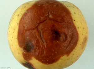 Symptômes sur fruit en conservation causés par <i>Diplodia seriata</i>, syn. <i>Botryosphaeria obtusa</i> (photo M. Giraud, CTIFL)
