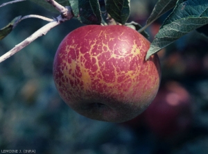 Marbrure sur fruit pourrait être dû à l'Oïdium (photo J.Lemoine, INRA)