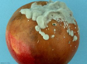 Mycélium gris souris (<i>Botrytis cinerea</i>) se développant à la surface d'une pomme lors de sa conservation (photo M. Giraud, CTIFL)