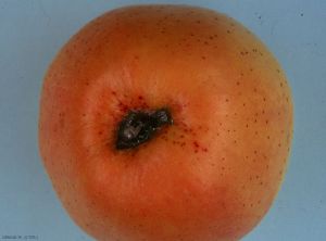 Tache noire au niveau de la cavité oculaire d'une pomme - Botrytis de l'oeil (photo M. Giraud, CTIFL)