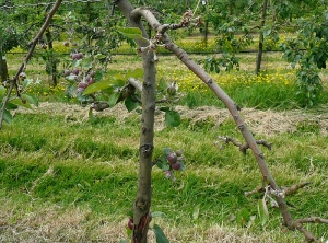 Chancre papyracé (<i>Pseudomonas syringae</i>) - Dépérissement de l'arbre (photo B. Petit, INRA)