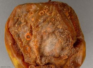 <i>Colletotrichum</i> sp. fructif sur pomme (photo M. Giraud, CTIFL) 