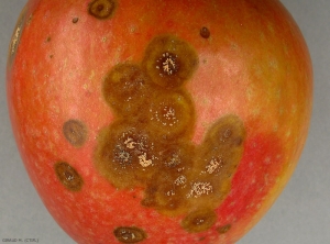 Nécroses de <i>Colletotrichum</i> sp. sur variété de pomme Pink Lady présentant des acervules de couleur saumon (photo M. Giraud, CTIFL) 