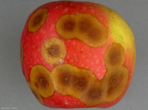 Début d'apparition d'acervules au centre des nécroses causées par <i>Colletotrichum</i> sp. sur variété de pomme Rosy Glow (photo M. Giraud, CTIFL) 