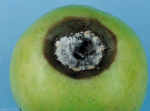 Symptôme sur pomme causé par <i>Cylindrocarpon mali</i> (photo M. Giraud, CTIFL)