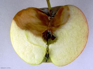 Symptôme sur pomme en coupe causé par <i>Cylindrocarpon mali</i> (photo M. Giraud, CTIFL)