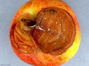 Symptôme sur pomme de variété Pinova causé par <i>Cylindrocarpon mali</i> (photo M. Giraud, CTIFL)