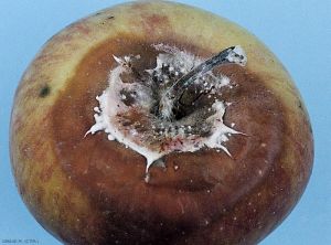 Pommier_Fusarium_Giraud