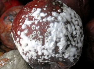 Développement de coussinets blancs à la surface des fruits contaminés par <i>Monilia fructigena</i> (photo M. Giraud, CTIFL)