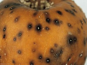 Apparition de lenticelles noires à la surface d'une pomme - <i>Monilia fructigena</i> (photo M. Giraud, CTIFL)