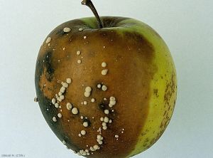 Maladie au verger sur fruit causée par <i>Monilia fructigena</i> (photo M. Giraud, CTIFL)