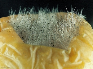 Observation de filaments mycéliens et de sporocystes au niveau d'une pomme atteinte de pourriture à <i>Mucor</i> spp. (photo M. Giraud, CTIFL)