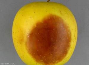 Symptômes sur pomme de variété Golden causés par <i>Phytophthora</i> spp. (photo M. Giraud, CTIFL)