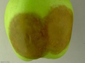 Symptômes sur pomme de variété Granny Smith causés par <i>Phytophthora</i> spp. (photo M. Giraud, CTIFL)