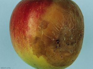 Symptômes sur pomme de variété Braeburn causés par <i>Phytophthora</i> spp. (photo M. Giraud, CTIFL)