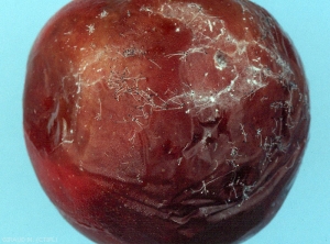 Observation de filaments mycéliens et de sporocystes au niveau d'une pomme atteinte de pourriture à <i>Rhizopus stolonifer</i> (photo M. Giraud, CTIFL)