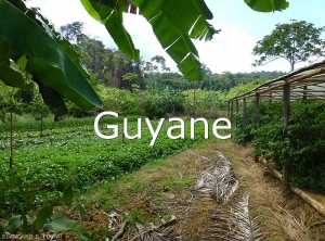Guyane1