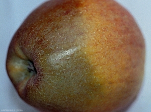 Symptômes sur fruit de vitrescence (photo P. Westercamp, CEFEL)