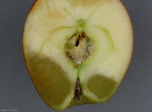 Coupe d'un fruit présentant des symptômes sur fruit de vitrescence (photo M. Giraud, CTIFL)