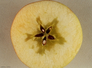 Coupe d'un fruit présentant des symptômes sur fruit de vitrescence (photo JF. Chapon, CTIFL)
