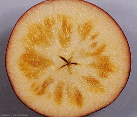 Coupe d'un fruit présentant des symptômes sur fruit de vitrescence (photo C. Coureau, La Morinière)