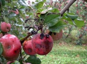 Symptômes de black rot sur fruits au verger de variété Fuji (photo M. Giraud, CTIFL)