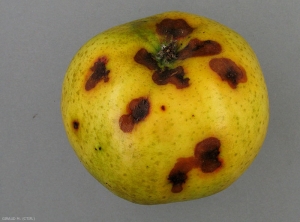 Symptômes de black rot sur fruit au verger de variété Chantecler (photo M. Giraud, CTIFL)
