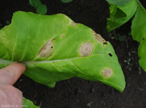 <i>Alternaria brassicicola</i> sur feuille de chou pak choï