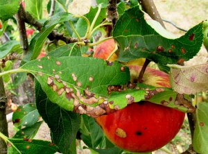 Symptômes de Frogeye Leaf Spot (Black rot) sur feuille (photo M. Giraud, CTIFL)