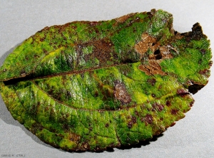 Symptômes sur feuille de pomme à cidre causés par <i>Diplocarpon mali</i>, syn. <i>Marssonina coronariae</i> (photo M. Giraud, CTIFL)