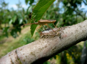 Punaise phytophage, probablement <i>Gonocerus acuteangulatus</i> (photo B. Petit, INRA)