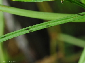 Jeunes lésions graisseuses, noirâtres et elliptiques sur pétiole de haricot. <i>Corynespora cassiicola</i> (corynesporiose)