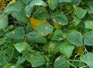 Des taches brunes  et nécrotiques sont bien visibles sur  plusieurs feuilles de ce pied de haricot. <i>Corynespora cassiicola</i> (corynesporiose)