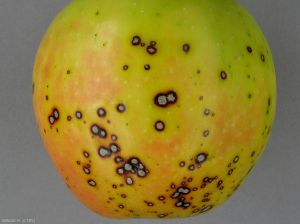 Symptômes sur fruit (cultivar Golden Orange Vf Bio) d'anthracnose causée par <i>Elsinoë pyri</i> (photo M. Giraud, CTIFL)
