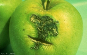 Dégâts sur fruit causés par la tordeuse de la pelure,<i> Pandemis heparana</i> (photo B. Petit, INRA)