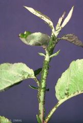 Colonie de puceron vert (<i>Aphis pomi</i>) sur jeune pousse de pommier (photo B. Petit, INRA)