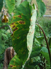 Taches évoluées observées à la face supérieure d'une feuille de taro. Nécrotiques et présentant des motifs concentriques, elles sont de forme circulaire à allongée et ceinturées par un large halo jaune vif. <i>Corynespora cassiicola</i> (corynesporiose)