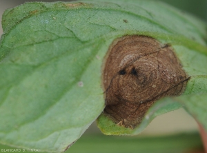 Détail de motifs concentriques sur une tache de corynesporiose observée à la face inférieure du limbe d'une feuille de tomate. <i>Corynespora cassiicola</i>
