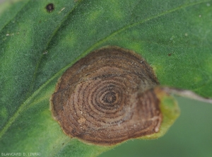 Corynespora-Tomate4