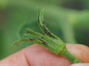 Détail de lésions humides et noirâtres sur les sépales d'une fleur de tomate. <i>Corynespora cassiicola</i> (corynesporiose)