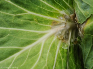 Lésion humide marron s'installant sur le limbe d'une feuille de chou. Le mycéluim de <i>Sclerotium rolfsii</i> la recouvre assez rapidement.